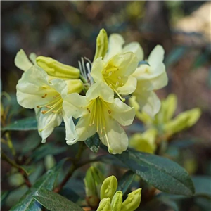 Rhododendron 'Curlew'
